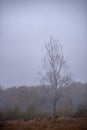 Lonely tree in the middle of a broad clearing. A picturesque and wild place in the autumn season