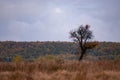 Lonely tree in the middle of a broad clearing. A picturesque and wild place in the autumn season