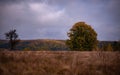 Lonely tree in the middle of a broad clearing. A picturesque and wild place in the autumn season