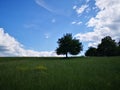 Lonely tree on the middle of a field