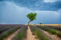 Lonely tree in the middle of a lavender field with a beautiful stormy dramatic sky.