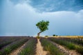 Lonely tree in the middle of a lavender field with a beautiful stormy dramatic sky.