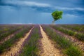 Lonely tree in the middle of a lavender field with a beautiful stormy dramatic sky. Royalty Free Stock Photo