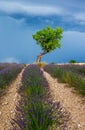 Lonely tree in the middle of a lavender field with a beautiful stormy dramatic sky. Royalty Free Stock Photo