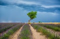 Lonely tree in the middle of a lavender field with a beautiful stormy dramatic sky. Royalty Free Stock Photo