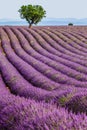 Lonely tree in the middle of a lavender field. Royalty Free Stock Photo