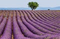 Lonely tree in the middle of a lavender field. Royalty Free Stock Photo