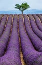 Lonely tree in the middle of a lavender field. Royalty Free Stock Photo