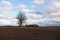 A lonely tree in the middle of plowed field. Royalty Free Stock Photo