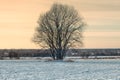 Lonely tree in middle of snowed field Royalty Free Stock Photo