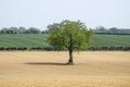 A tree in the middle os a trite field Royalty Free Stock Photo