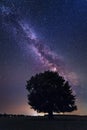 Lonely tree in the Milky Way Royalty Free Stock Photo
