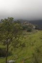 A lonely tree with a monolith mountain at background Royalty Free Stock Photo