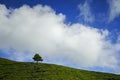 Lonely tree on the mountain at beautiful landscape of tea plantation with dramatic clound and blue sky