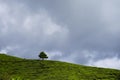 Lonely tree on the mountain at beautiful landscape of tea plantation with dramatic clound and blue sky Royalty Free Stock Photo