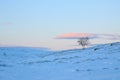 Lonely tree in mountain hills snowy cliff downhill on a blue pink sunset evening sky with clouds background, picturesque view, Royalty Free Stock Photo