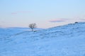 Lonely tree in mountain hills snowy cliff downhill on a blue pink sunset evening sky with clouds background, picturesque view, Royalty Free Stock Photo