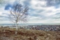 Lonely Tree on the Mountain Overlooking the City Royalty Free Stock Photo