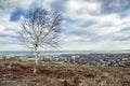 Lonely Tree on the Mountain Overlooking the City