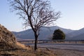 A lonely tree on a mountain road Royalty Free Stock Photo