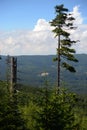 Lonely tree on the mountain Szrenica