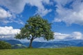 Lonely tree on the mountain top Royalty Free Stock Photo