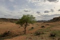 Lonely tree in the mountains Baga Gazriin Chuluu Royalty Free Stock Photo