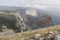 Lonely tree in the mountains with bright red berries Royalty Free Stock Photo