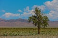 Lonely tree in mountains. Mongolia Royalty Free Stock Photo