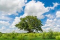 Lonely Tree in Natural Green Grass Field under Cloudy Blue Sky S Royalty Free Stock Photo