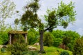 Lonely tree near caucasus old dolmens in Black Sea region in Russia