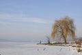 Lonely tree near the frozen lake in winter cold day Royalty Free Stock Photo