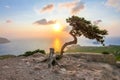 Lonely tree near Monolithos castle at sunset, Rhodes island , Greece Royalty Free Stock Photo