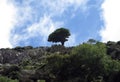 Lonely tree near a top of Zas mountain Royalty Free Stock Photo