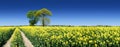 Lonely tree next to a rural path running among green fields