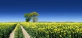 Lonely tree next to a rural path running among green fields