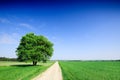 Lonely tree next to a rural road running among green fields