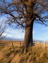 The Lonely Tree. North Northumberland, England. UK