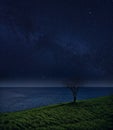 Lonely tree and the ocean against the starry sky. night landscape Royalty Free Stock Photo