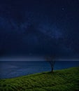 Lonely tree and the ocean against the starry sky. night landscape Royalty Free Stock Photo