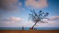 Lonely tree with ocean background with blue sky and people are watching to the seaside.