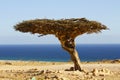 Lonely tree in the oman desert