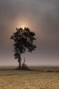 A lonely tree and onion fields Royalty Free Stock Photo