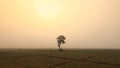 A lonely tree and onion fields Royalty Free Stock Photo
