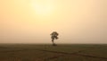 A lonely tree and onion fields