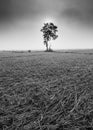 A lonely tree and onion fields black and white Royalty Free Stock Photo