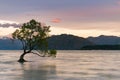 Lonely tree over Wanaka water lake with mountain background Royalty Free Stock Photo