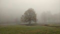 Lonely tree in the park during misty morning