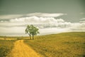 Lonely tree and pastures in the highlands landscape Royalty Free Stock Photo