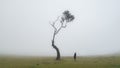 Lonely tree and a person looking at it in the mist Royalty Free Stock Photo